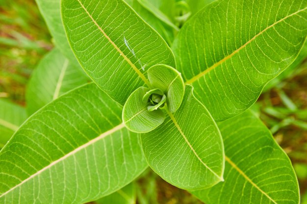 ラテン語の名前であるアスクレピアス・シアカ (Asclepias Syiaca) を表したコモン・ミルクウィード (Common Milkweed) の上から下の近くの景色