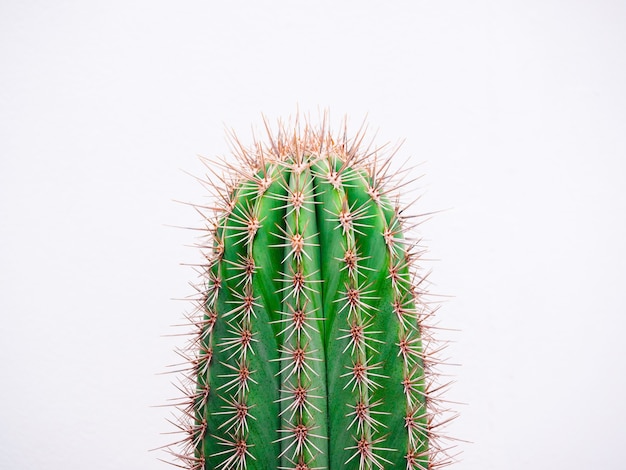 Close-up top of a growing green cactus plant cut out of white background, minimal style.