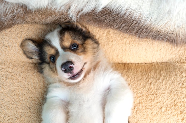 Close up top view Corgi Pembroke puppy lying on dog bed and looking at camera