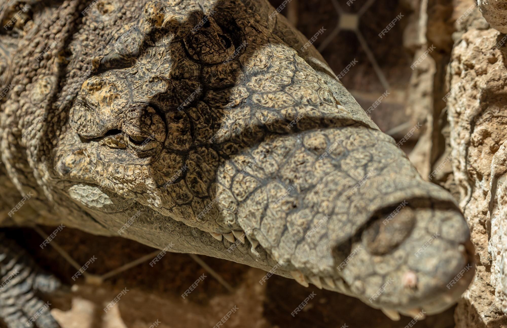 Crocodile Skin Images - Free Download on Freepik