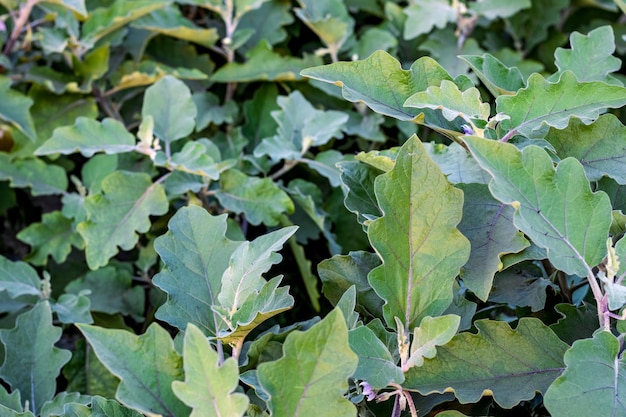 Крупный план свежих органических растущих баклажанов или баклажанов на сельскохозяйственных угодьях