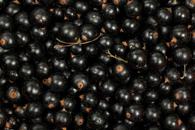 Close up top view on freshly picked blackcurrant (Ribes nigrum) berries.