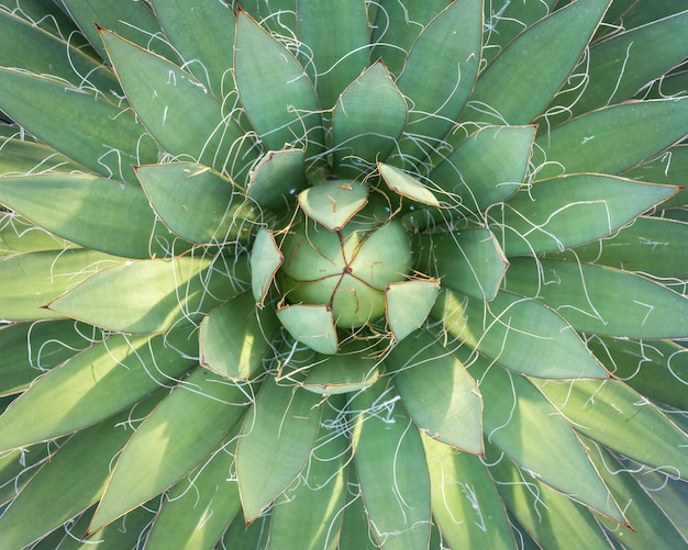 Close up top view of green agave plant in the gardens