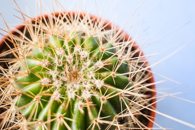 Close-up top view of green cactus with long thorns in round flower pot.