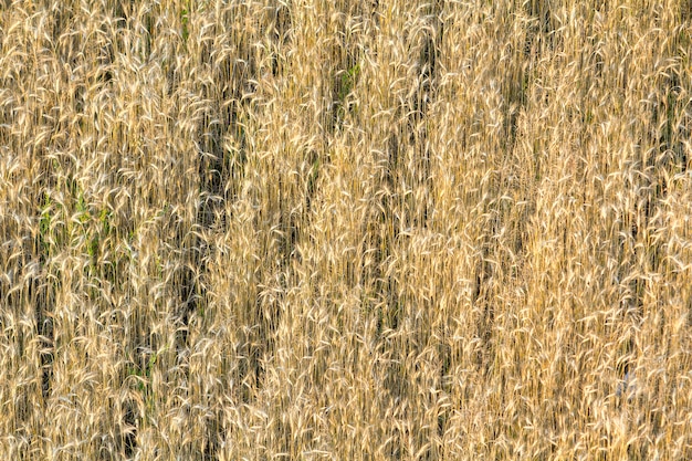 Close-up top view of isolated lit by summer sun growing dried withered long golden yellow brown wild, field or lawn grass background. Agriculture, farming, abstract design concept.