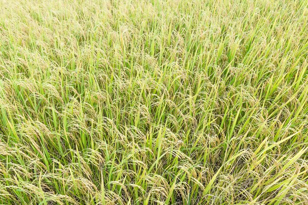 Close up top view rice fields