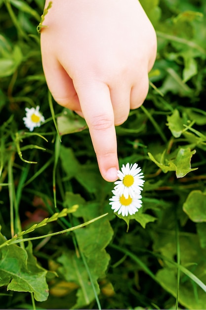 Close up top view of small child's hand touching the white daisies in the grass.