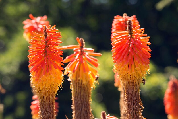 Close-up of torch lilies blooming outdoors