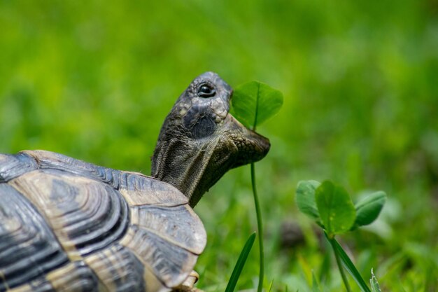 <unk>を食べる植物のクローズアップ