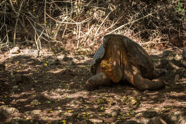 Photo close-up of tortoise on field