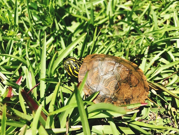 Foto prossimo piano di una tartaruga sull'erba