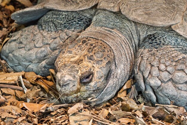 Photo close-up of tortoise on ground