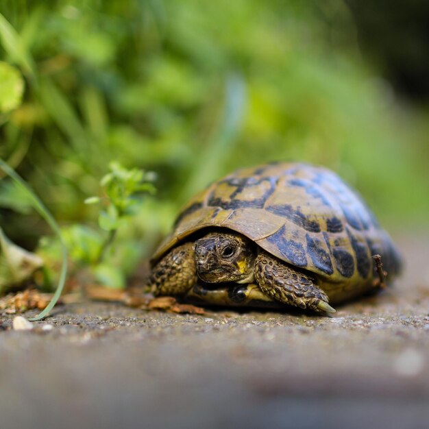 Photo close-up of tortoise on leaf