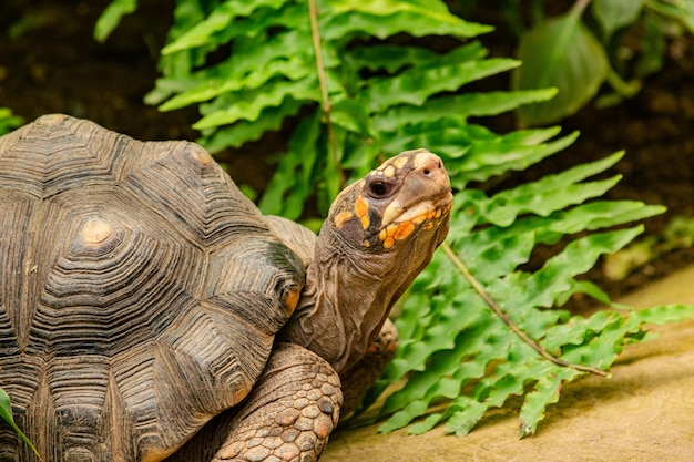 close-up of tortoise on plant