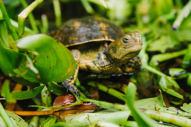 Close-up of tortoise on pond