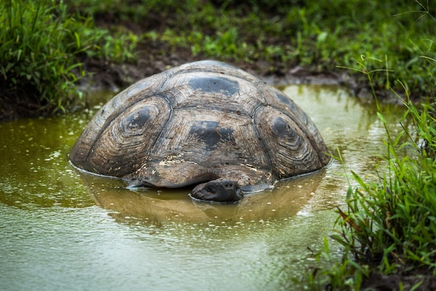 Photo close-up of tortoise in swamp