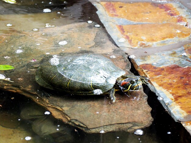 Photo close-up of tortoise in water