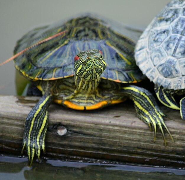 Close-up of tortoise on wood in lake