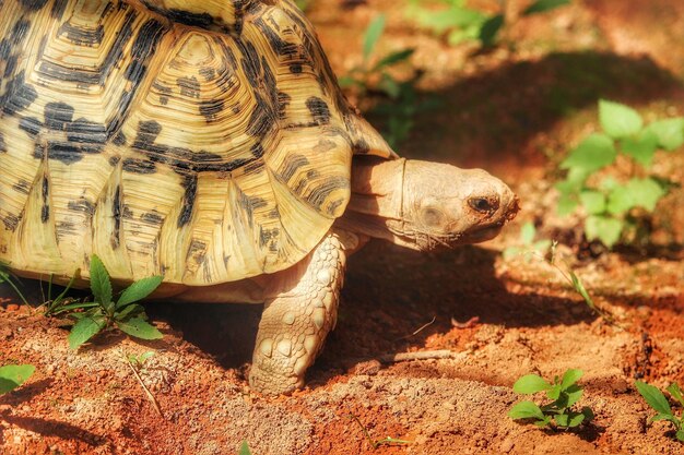 Photo close-up of tortoise