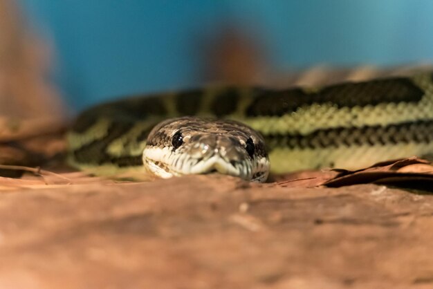 Photo close-up of tortoise