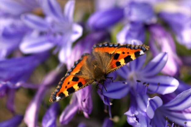 Close-up of tortoiseshell butterfly on purple flower