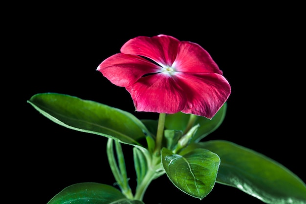 Close-up tot bloemen en planten roze blured groen