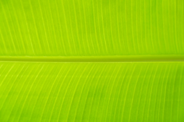 Close-up tot groene bladlijn textrue van bananenblad achtergrond abstract en natuur achtergrond