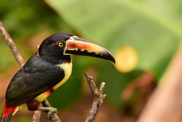 Foto prossimo piano del tucano sulla pianta