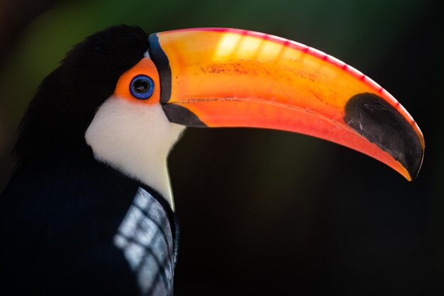 Photo close-up of toucan