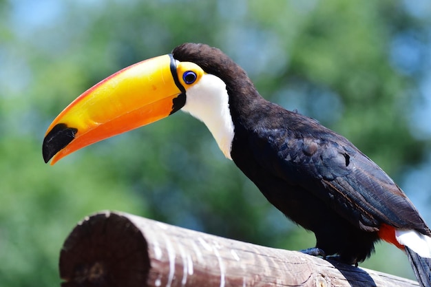 Close-up of toucan