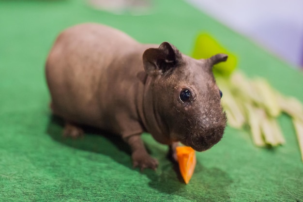 Foto close-up di una cavia giocattolo sul tappeto verde