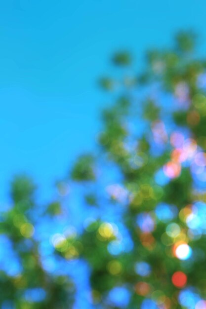 Close-up of tree against blue sky