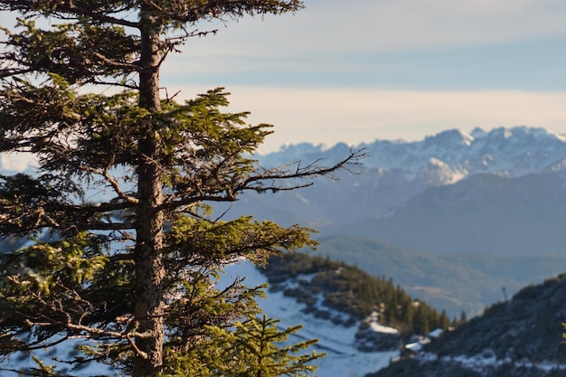 Foto prossimo piano dell'albero contro la catena montuosa in inverno