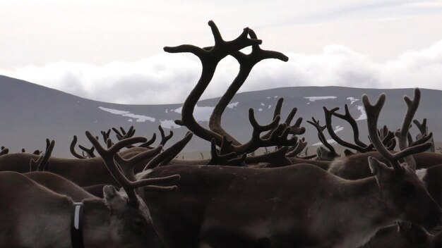 Prossimo piano dell'albero contro il cielo