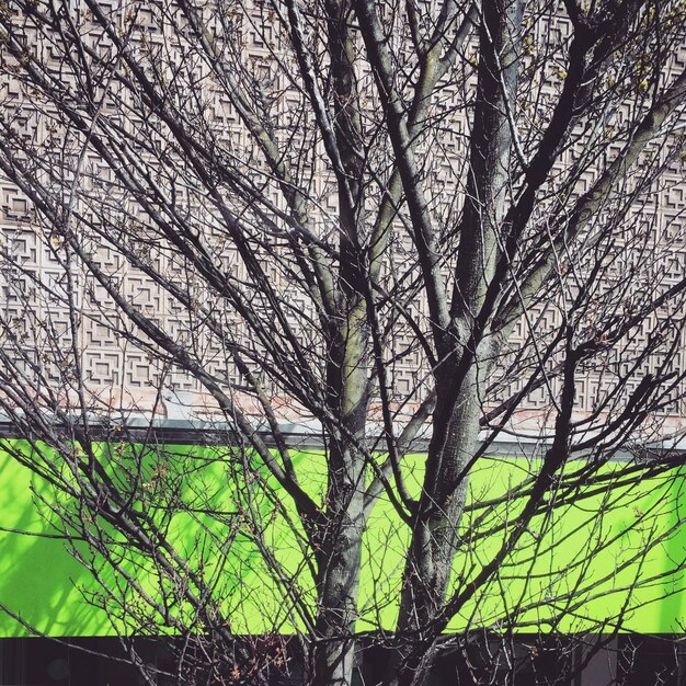 Close-up of tree against sky