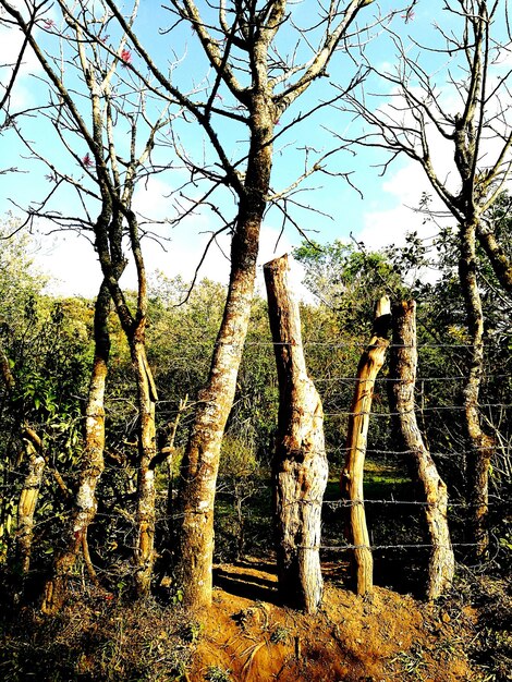 Foto prossimo piano dell'albero contro il cielo