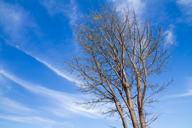 Close-up of tree against sky