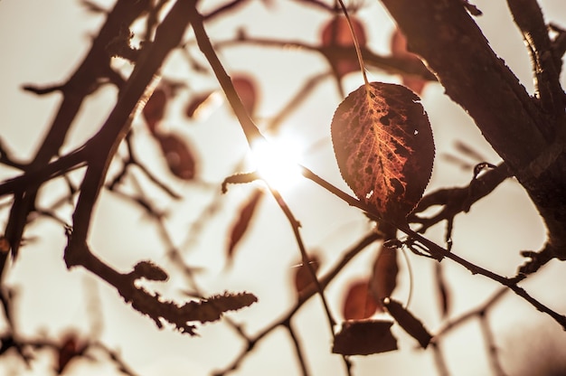 Photo close-up of tree against sky