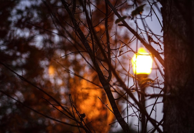 Photo close-up of tree against sunset