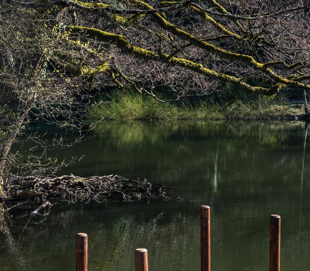 Foto close-up dell'albero contro l'acqua