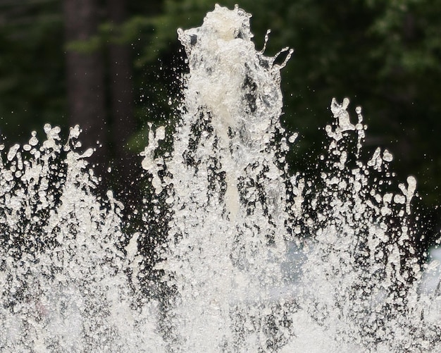 Photo close-up of tree against water