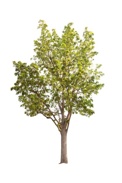 Photo close-up of tree against white background