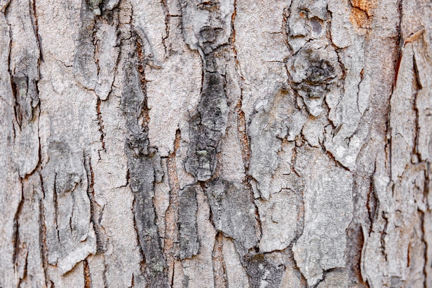 Foto corteccia di albero del primo piano di legno duro incrinato