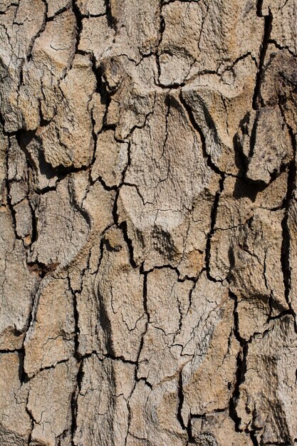 Close up tree bark texture as a background