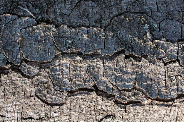 Close up tree bark texture as a wooden background