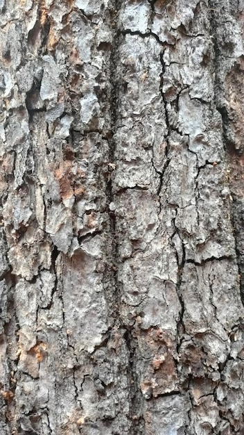 A close up of a tree bark with a black stripe.