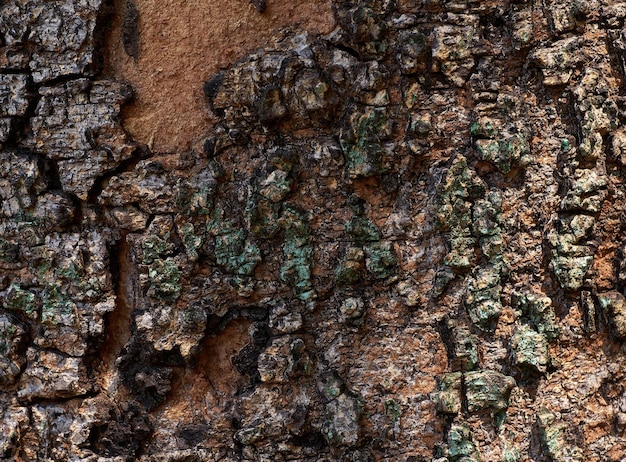 A close up of a tree bark with green lichens