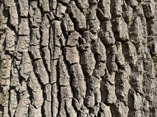 Photo a close up of a tree bark with the number 3 on it.