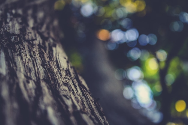 Photo close up tree bark with out of focus background