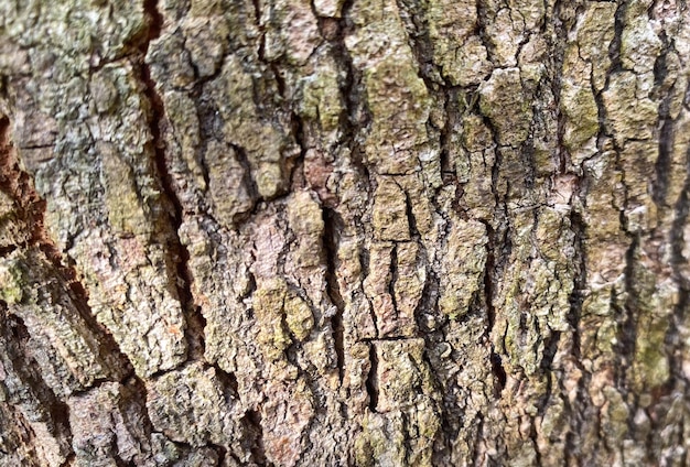 A close up of a tree bark with a rough texture